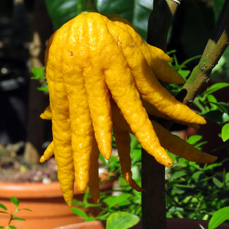 Mano di Buddha: Citrus Medica Digitata - Cocus Vivai