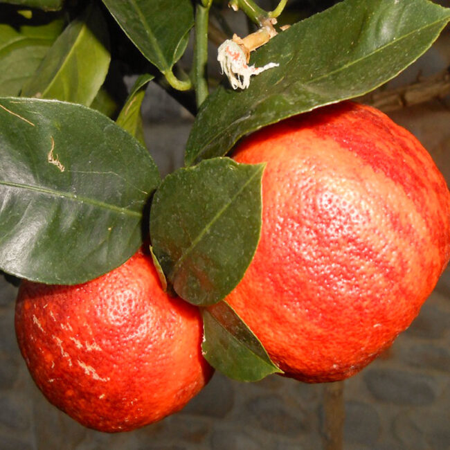 Arcobal: Citrus Meyer x Sinensis Doppio sanguigno - Cocus Vivai