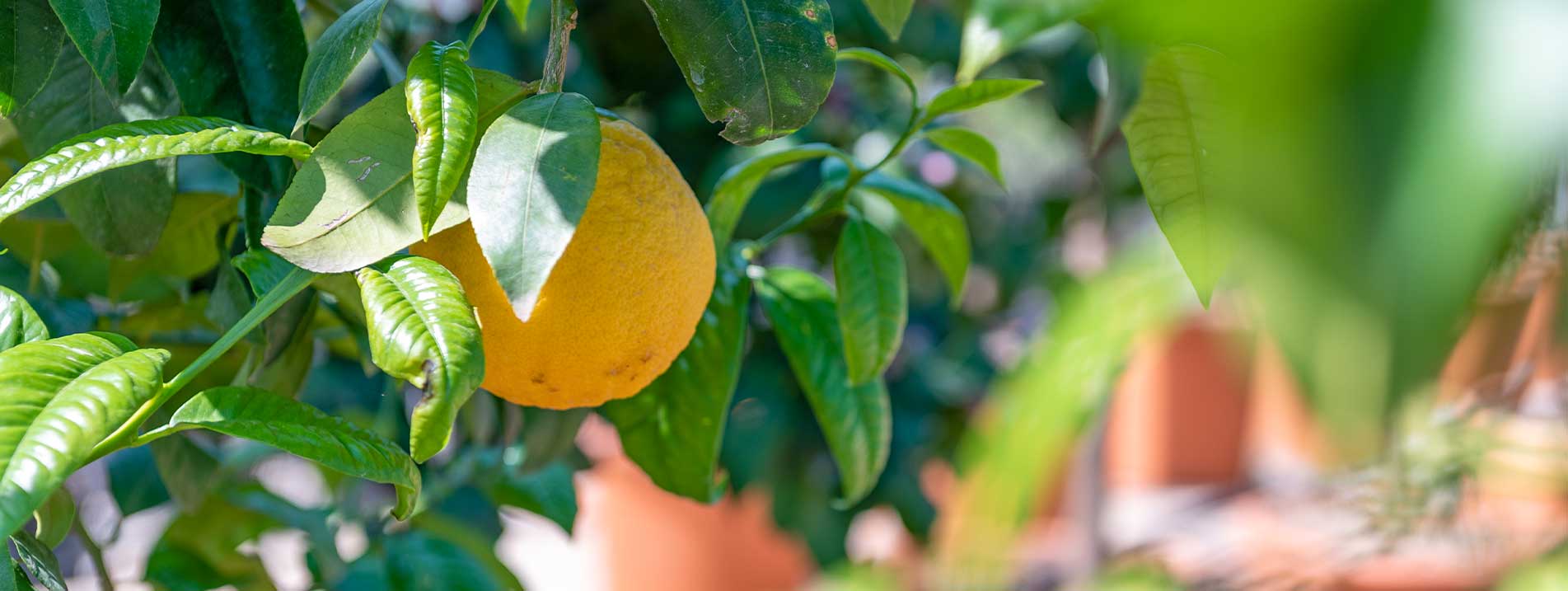 News - Cocus Vivai - Piante e agrumi ornamentali di Sicilia