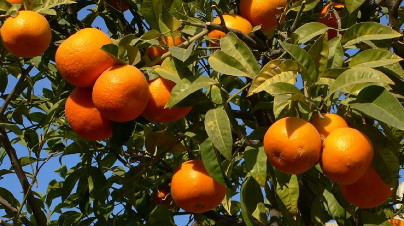 cocus-vivai-mandarino_Citrus Sinensis