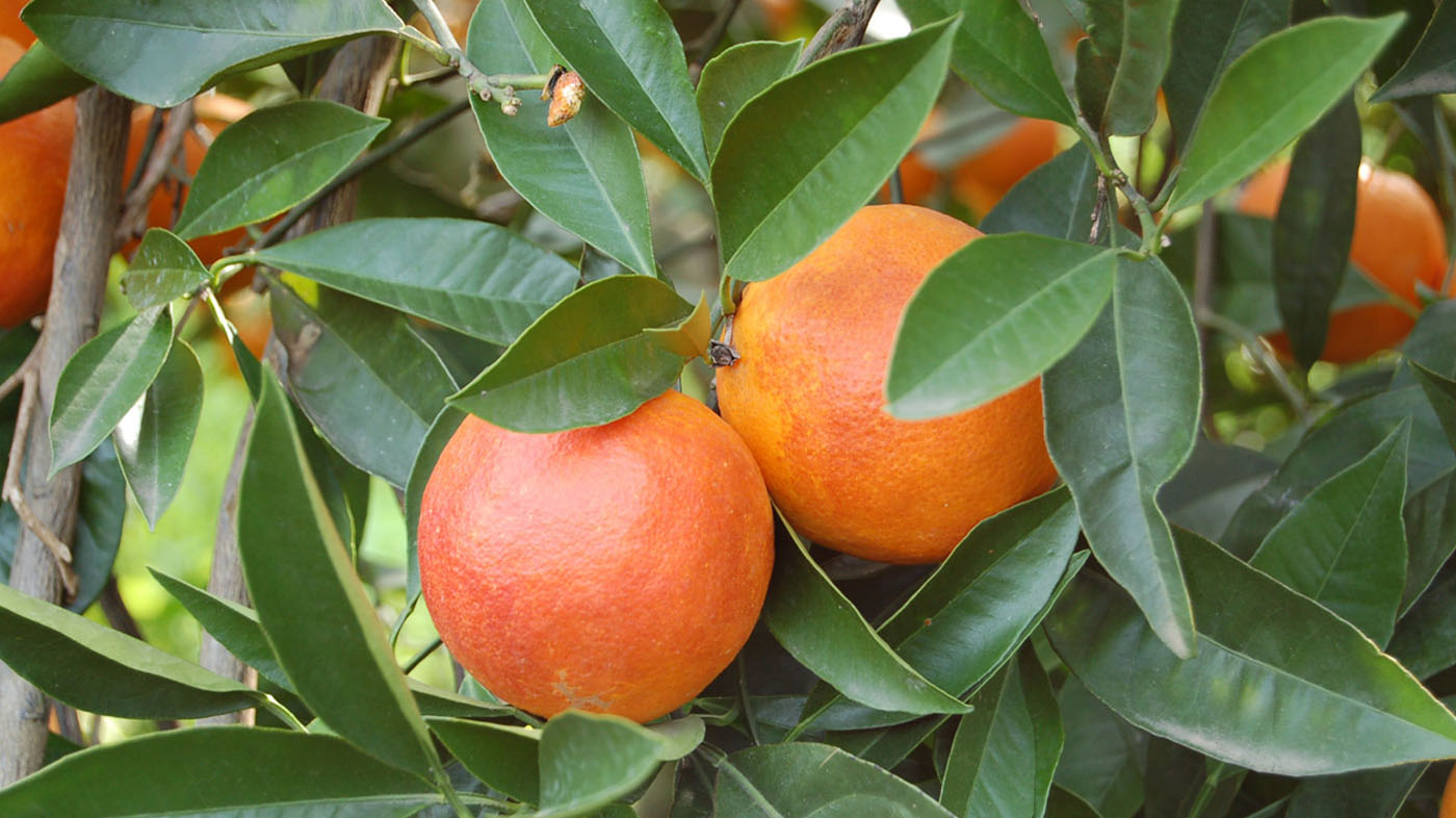 cocus-vivai-mandarino_arancia-rossa1