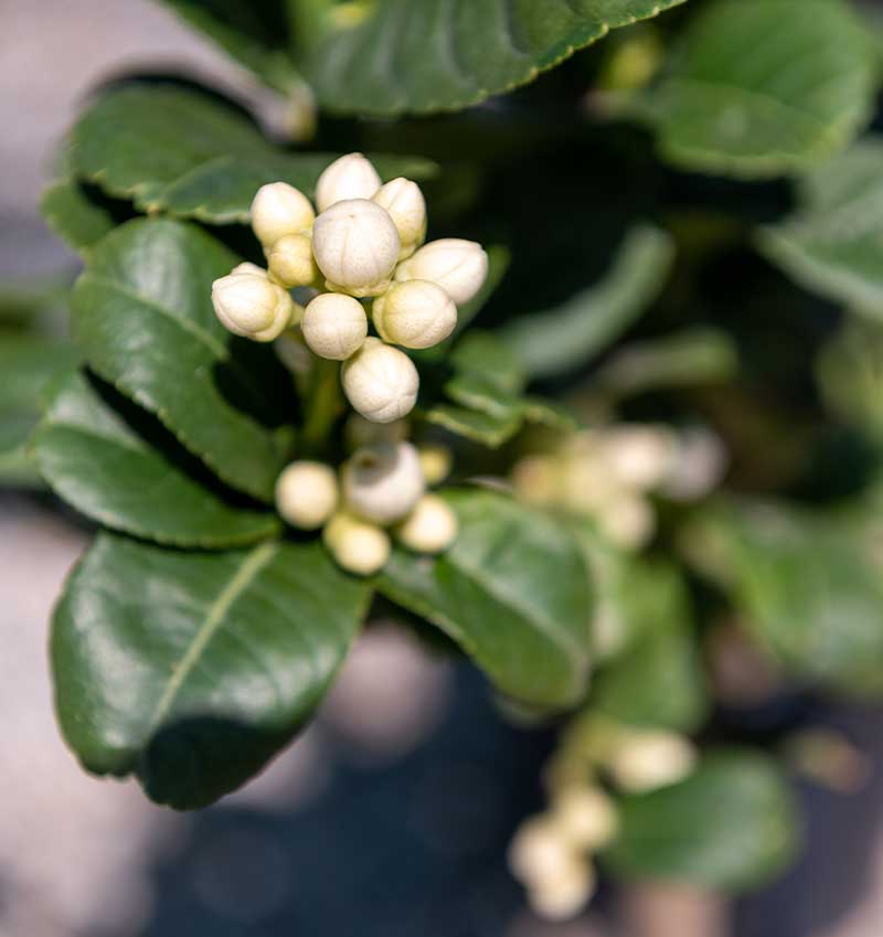 Contatti - Cocus Vivai - Piante ornamentali - Agrumi di Sicilia