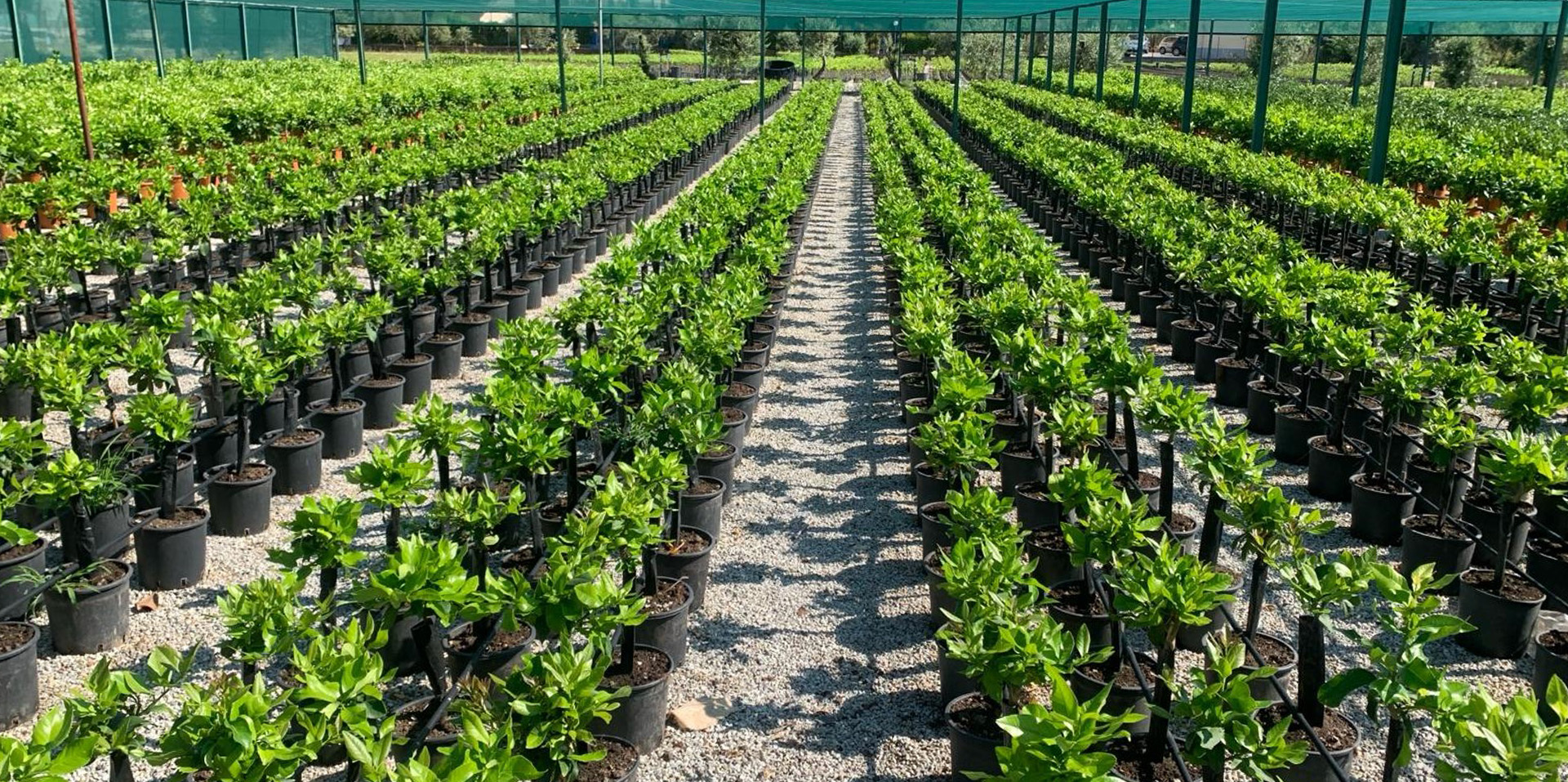 Cocus Vivai - vivaio in Sicilai - arance ornamentali - piante agrumi ornamentali