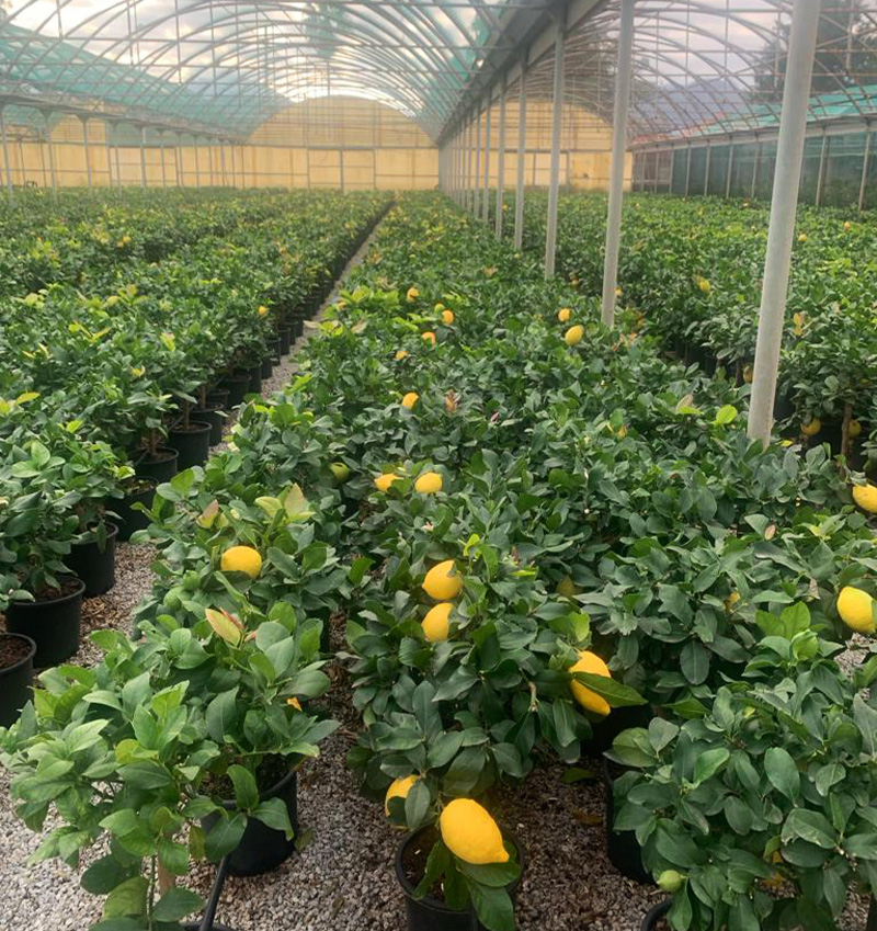 Plant nursery in Sicily - Cocus Vivai
