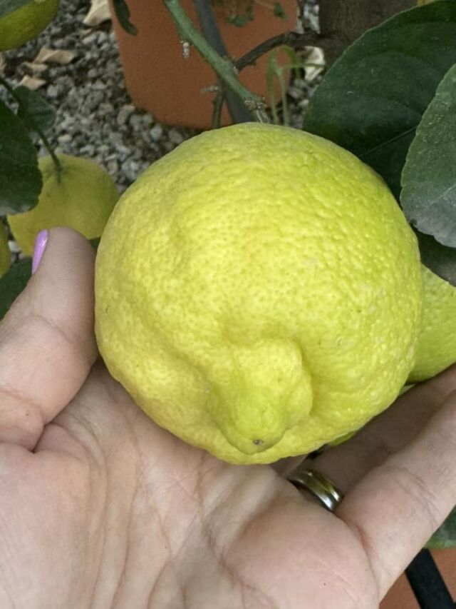 La gialla la rossa la verde, tre limette a confronto😜 tutte nel nostro vivaio☺️