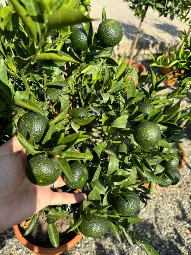 Il mandarino🍊